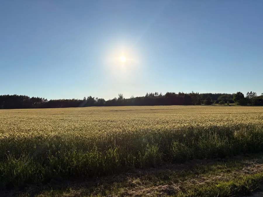 Pole i las koło Klejnik
